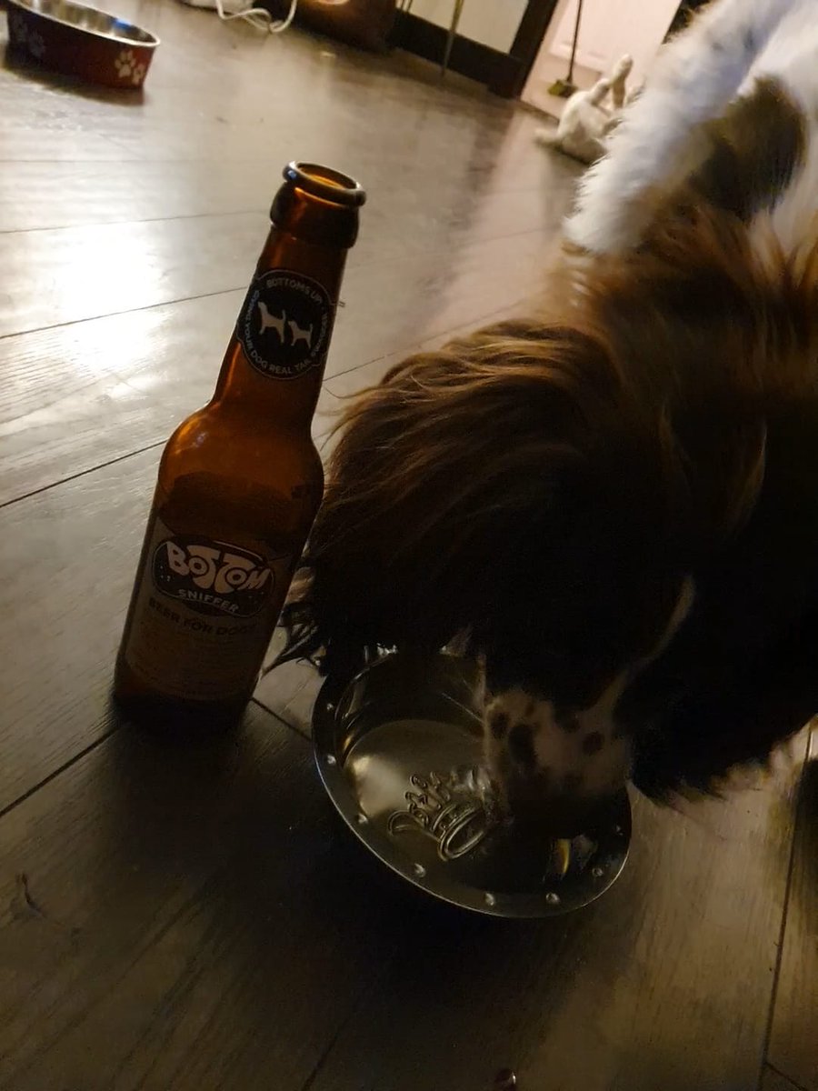 DrJenniCo's tweet photo. Cannot handle her bottom sniffers! Saturday nights in with @colinhurst81 and #Dotster https://t.co/W3ctcU11cc