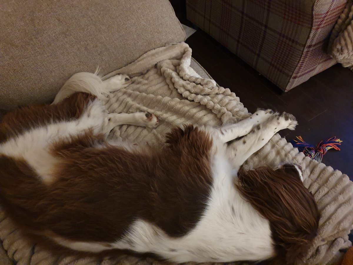 DrJenniCo's tweet photo. Cannot handle her bottom sniffers! Saturday nights in with @colinhurst81 and #Dotster https://t.co/W3ctcU11cc