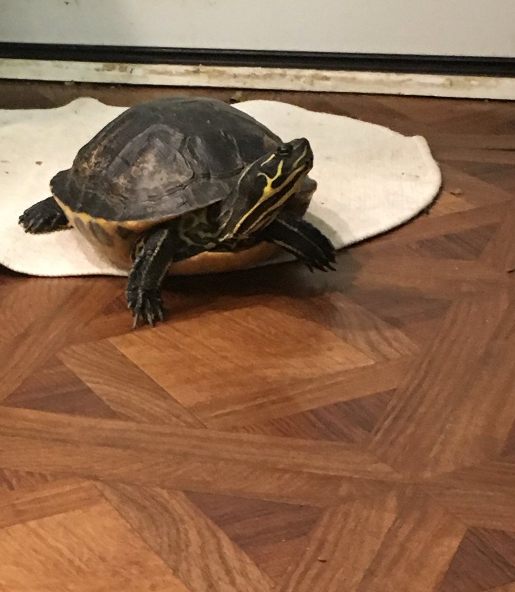 Melm771's tweet photo. Can I go out? ๐ข
#turtle #yellowslider https://t.co/qhJzR8Cz9c