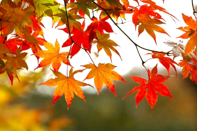 «Me doy cuenta de que el otoño es la temporada más del alma que de la naturaleza.»
Friedrich Nietzsche