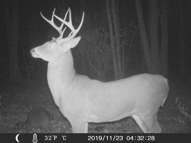 outdoorsmen87's tweet photo. First he comes in looking all proud and showing off, then he tells me to kiss his ass, heโs on the top of the list now #DeerSeason #NJ #HitList #8Pointer #CashingBucks #Hunting #Outdoorsman https://t.co/GHXCXwNWTb