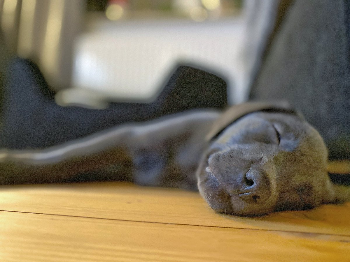 soenke_schuster's tweet photo. Was für 1 #Hund:e-Life.

❤️lich willkommen Käpt'n Kasper. Bin gespannt und aufgeregt, welche Geschichten wir mit dir erleben. 🐶🐾

#Dog #Puppy #PuppyContent #Puppylove #Kiel https://t.co/sSNX5QM0aW