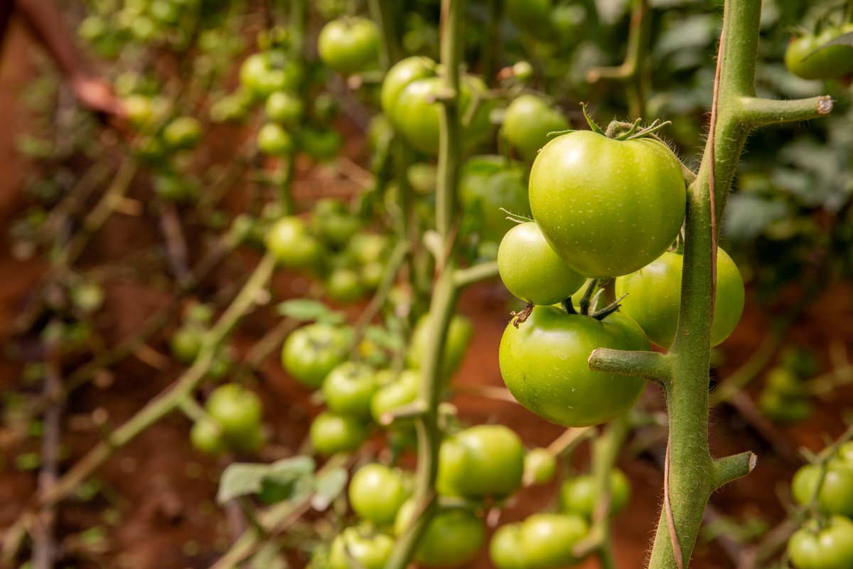 #LessonsLeant: Climate change continues to affect horticultural production hence the need for enhanced promotion of climate-smart agriculture. #HortISWAClose <a href="/SNVworld/">SNV - find us on Bluesky as snv.org</a> Read more about SNV's climate-smart project here: snv.org/project/climat… @SNV_AGRI