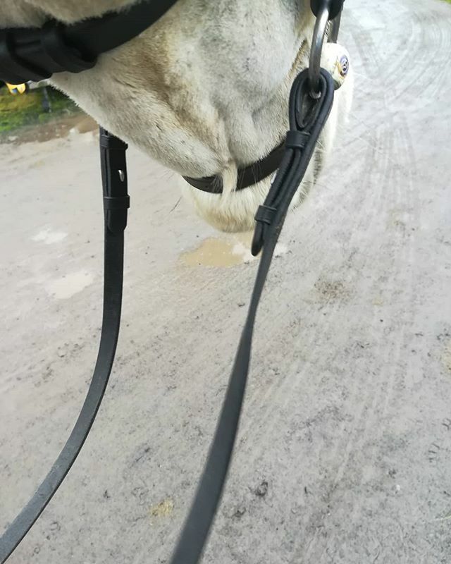 albeg59's tweet photo. Missed a spot 🙈 #connemarapony #whocallsahorserobert #clippingtime #goatee https://t.co/UDaeVceGD1