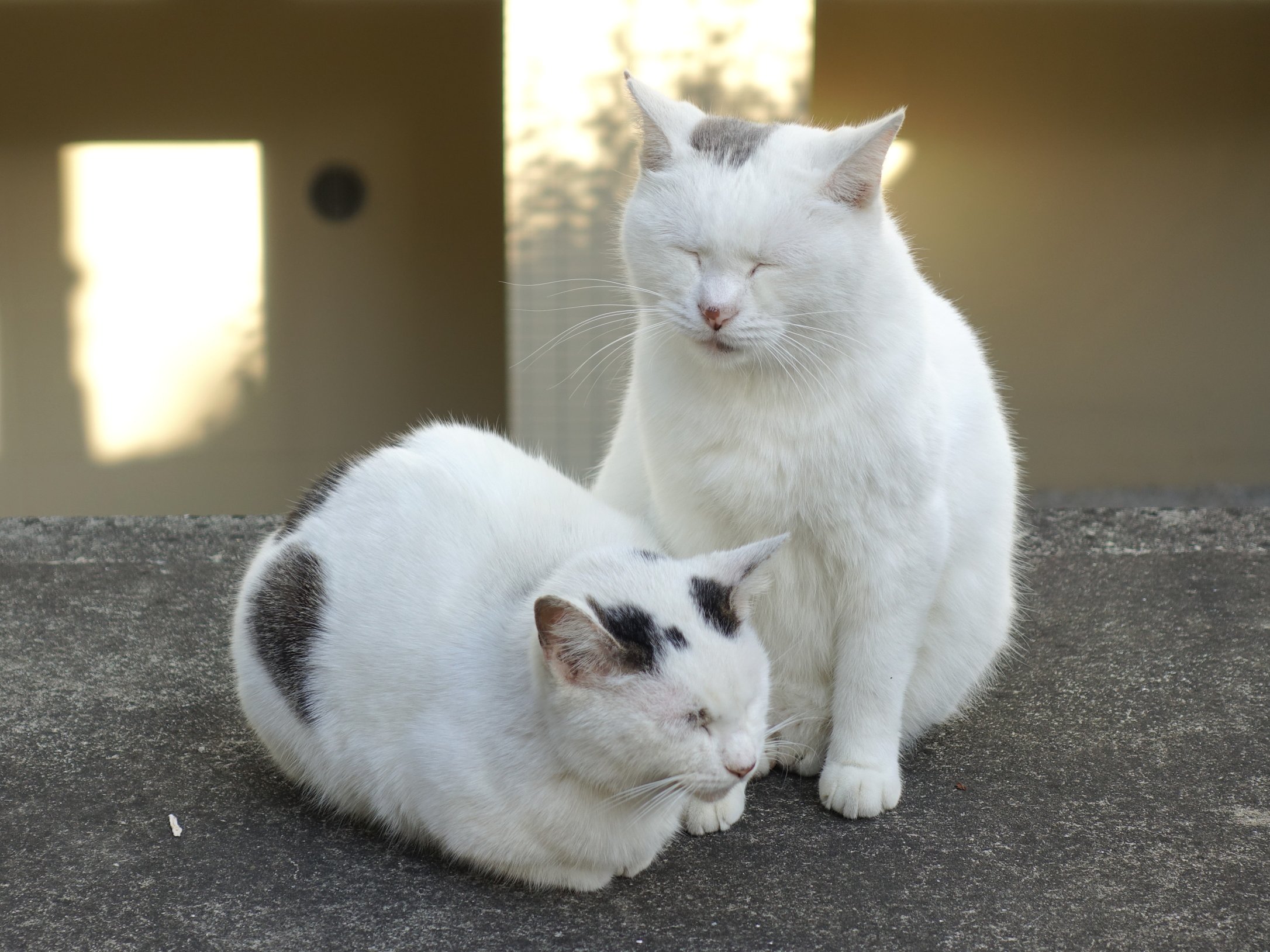 楕円 無の境地 の ねこ ねこ のねこ のら そとねこ 猫 Cat 無 境地 T Co Dgtr6suhdh Twitter