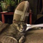 【スリッパをかぶせたら猫王様に進化した】表情がなんともいえない姿にご注目