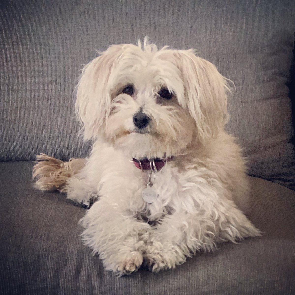 tintaguinda's tweet photo. #MiTaro #LoQueAmo ❤️🐶 https://t.co/jGcQmlh4nc