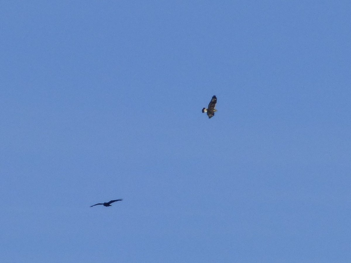EcoOrnis's tweet photo. Rough-legged hawk at Wells Reserve at Laudholm this afternoon! Also late pine warbler and assorted seaducks. 
#MaineBirding #Raptor #WinterIsComing https://t.co/lVKCGKC6LK