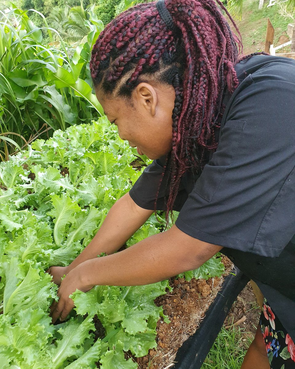 The views are breathtaking, the food is amazing and the service is top notch. Locally grown vegetables fresh from the garden &amp; into the kitchen. The innovative, creativity and enchanting aromas from our Cooks are Atlantique's best kept secret 🥙🥗 #Atlantique #Dominica #Travel
