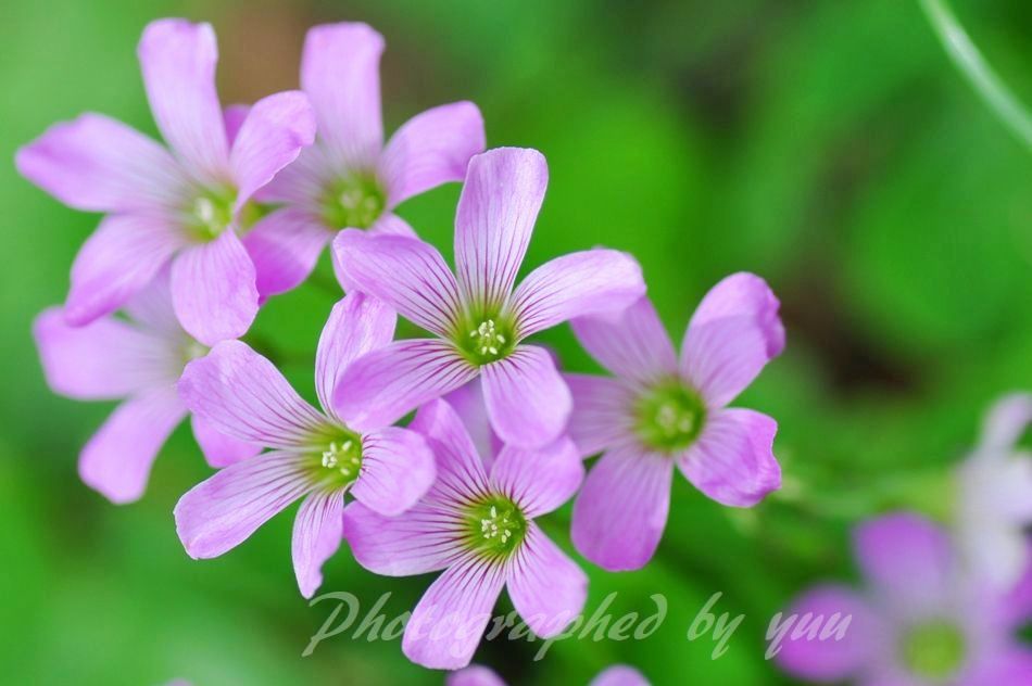 #カタバミ #ＲＴ歓迎

最近４時台に目覚めることがほとんどで

やっと今日５時まで寝れたけど
せめて７時までは寝たい🤣

#相互フォロー #野草 #おはよう #写真垢
#庭の花 #今日の一枚 #ツーリング #腹筋
#肉体改造 #炭水化物 #diet
ママチャリダイエットの話はインスタ へ👇
instagram.com/yuu47t/