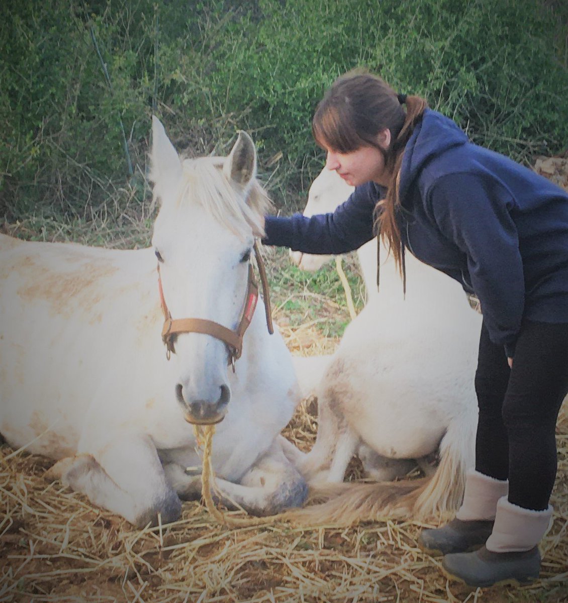 SiaraHorsecare's tweet photo. Chillin' outside with Isabel &amp; Emma.. What an amazing day! 
🐴
❤
🍀

#horsesofinstagram #horsefun_feature #nature #horseriding #horselover #horsejumping #outdooradventures #ridingahorse #horseaddict #saveanimals #savehorses #nature_lovers #ilovemyhorse #horsemanship #cowgirl https://t.co/5i2CT73eSO