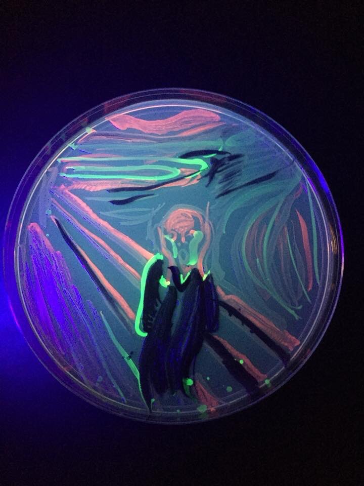 Two years ago, my wife Jennifer Quinn painted this lovely bit of #AgarArt using GFP and RFP and violacein expressing E. coli. Please applaud her! <a href="/univpugetsound/">Univ. of Puget Sound</a> <a href="/ASMicrobiology/">ASM</a> <a href="/swirlgirl31415/">Jennifer Quinn</a>