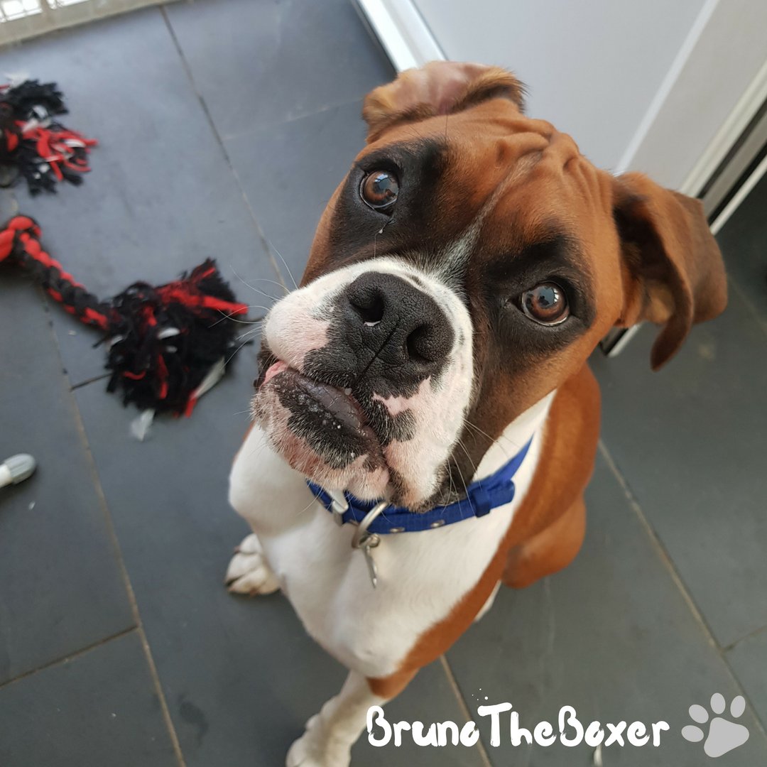 BoxerBruno24's tweet photo. #boxerdog #boxerdogs #boxerdogfans #boxerdog_ig #boxerdogcentral #boxersoguk #boxerdoglover #boxerdogz #boxerdogsofig #boxerdogsofinstagram #boxerdogsaregreat #boxerdogoftheday #boxerdoglife #boxerdoglove #boxerdoggram #boxerdogsofinsta #boxer #dog #dogsofig #dogsofinstagram https://t.co/DILehxZdwu