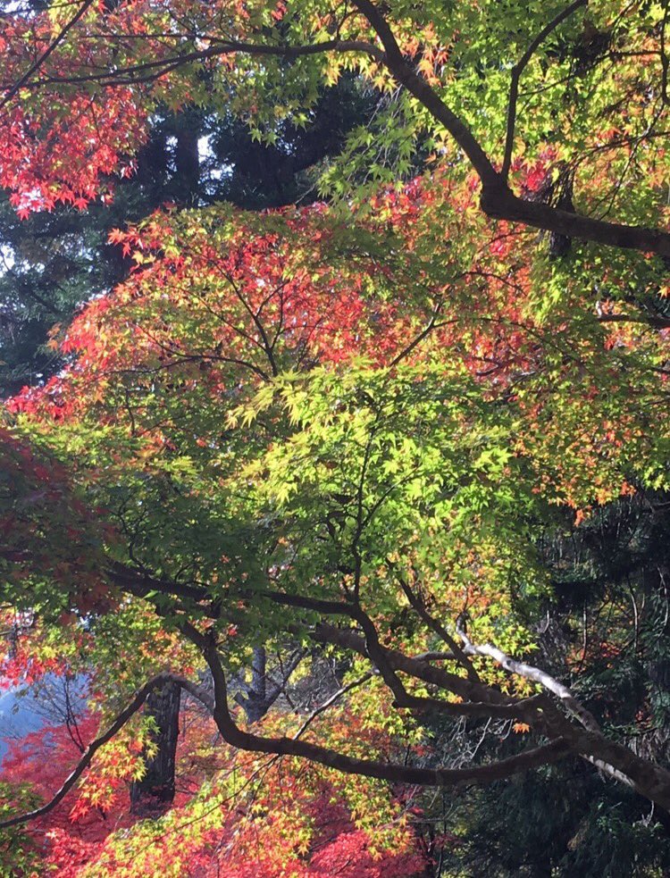 perfumer1208's tweet photo. 調香師(パフューマー)

魂が  あまりに強く
生に執着しませんように

魂が  木が枯れるように
枯渇を体験しますように

魂の晩秋にも
華やかさと彩りがありますように

晩秋の日  ヘッセに  心重ねながら...
　　　　　　　　               山荘にて https://t.co/ibZDrTqFkD