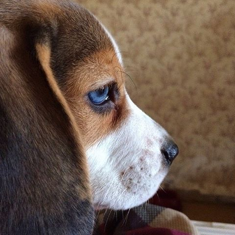 blue eyed beagle