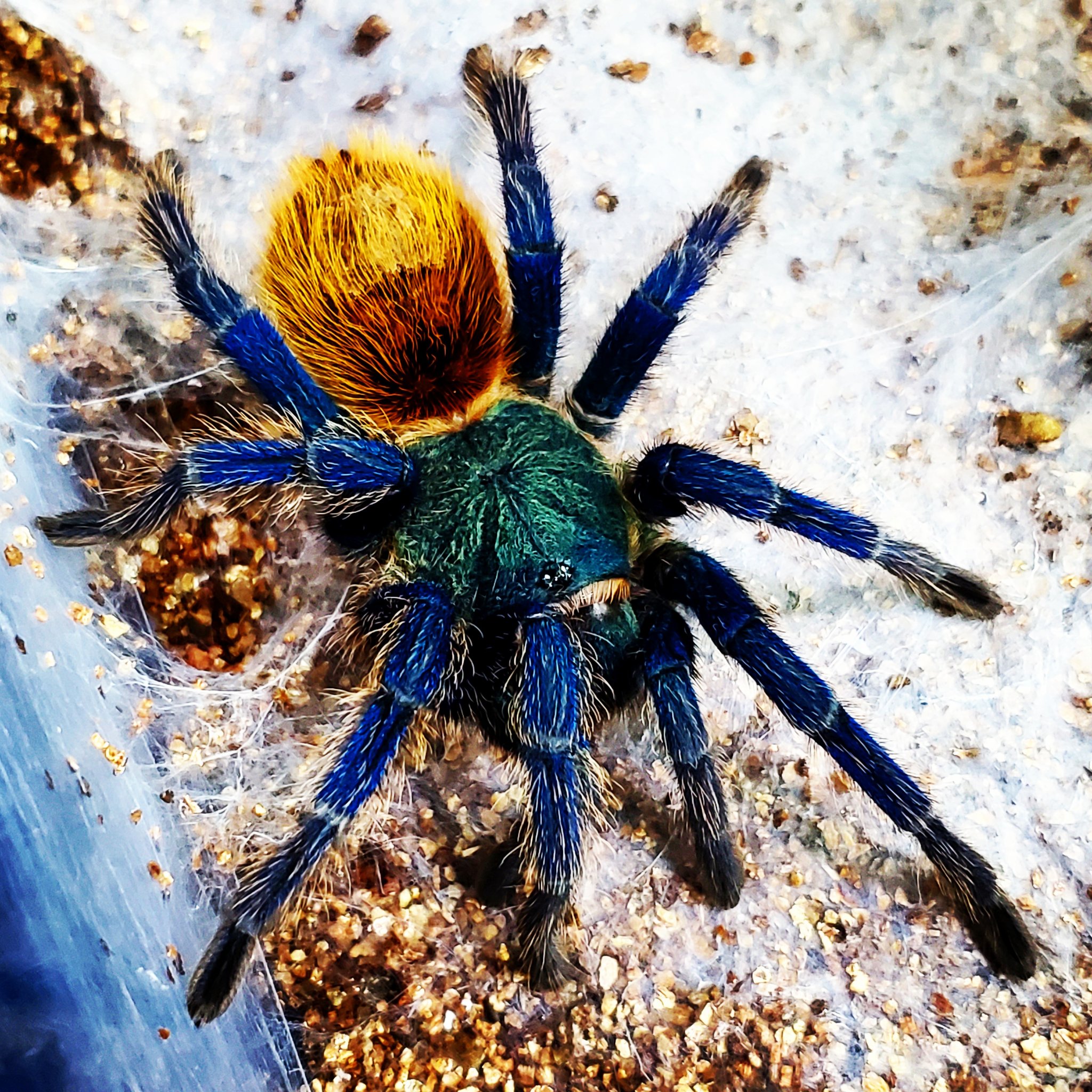 グリーンボトルブルータランチュラ♀【蜘蛛 タランチュラ 昆虫】