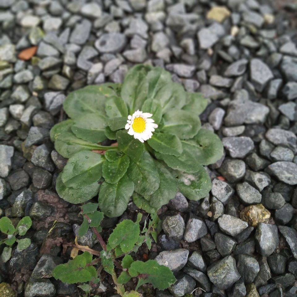 Aucune marguerite dans notre jardin depuis que nous vivons ici, et il y a qq jours, wonder papa me fait remarquer cette unique fleur, dans un endroit où le soleil ne brille jamais...
Celle-ci pour symboliser la 1ière année sans ta présence... Elle est pour toi ma chérie ✨💗🌼🦄