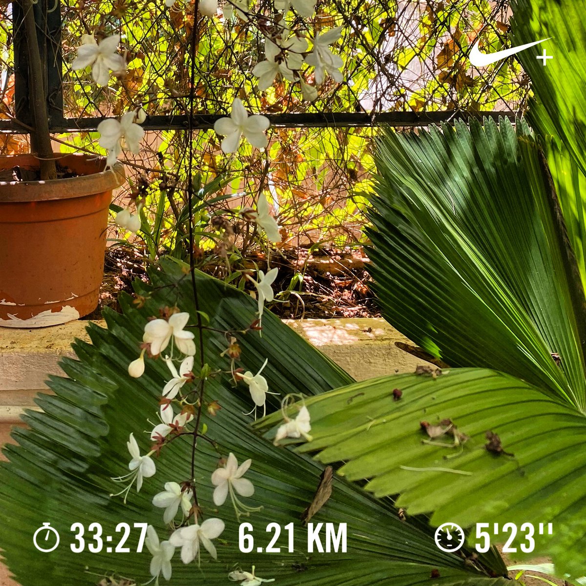 Nithin's tweet image. 8:10 AM: A shake out run after 2 consecutive days of muscle release sessions at Stairs Physiotherapy. Average HR 135 BPM 💪🏽

#Runners360 #shakeoutrun #135BPM #HRbasedrun #brooksrunning #brooksghost12 #nikeplus #nikerunning #nikerunclub #nature #nofilter