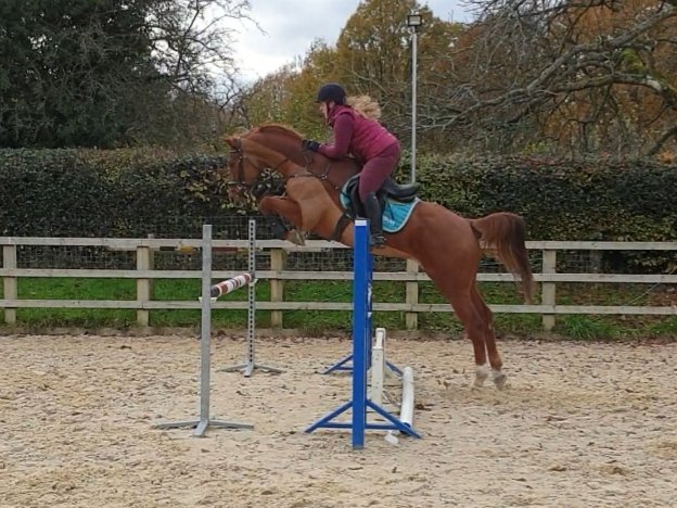NHeventing's tweet photo. Seem to have found myself a suitable replacement for good old Monty. This one is looking set to fill his big shoes quite nicely! ❤️ https://t.co/RGzL9cnl9t