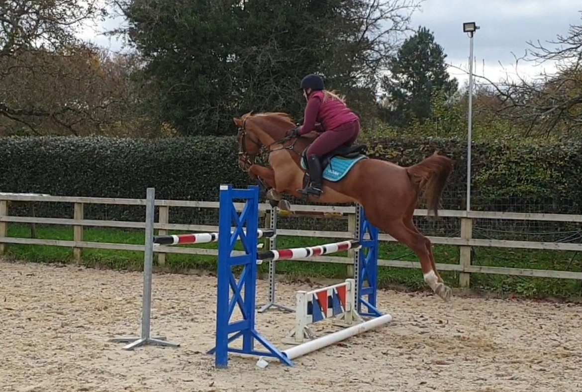 NHeventing's tweet photo. Seem to have found myself a suitable replacement for good old Monty. This one is looking set to fill his big shoes quite nicely! ❤️ https://t.co/RGzL9cnl9t