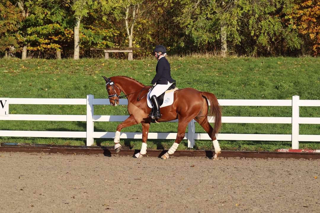 NHeventing's tweet photo. Seem to have found myself a suitable replacement for good old Monty. This one is looking set to fill his big shoes quite nicely! ❤️ https://t.co/RGzL9cnl9t