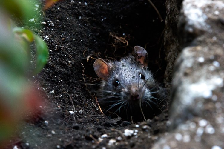 原啓義 街ネズミ写真家 穴掘りネズミ 齧歯目 げっ歯目 げっしー Rodent 小動物 穴から顔を出すときはすごく警戒しているので この距離で撮影できるのはホントに稀なこと