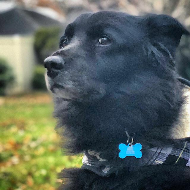 sweeneyjon's tweet photo. Todd, the dog, has a lot on his mind. https://t.co/NvIKE0Ssf8