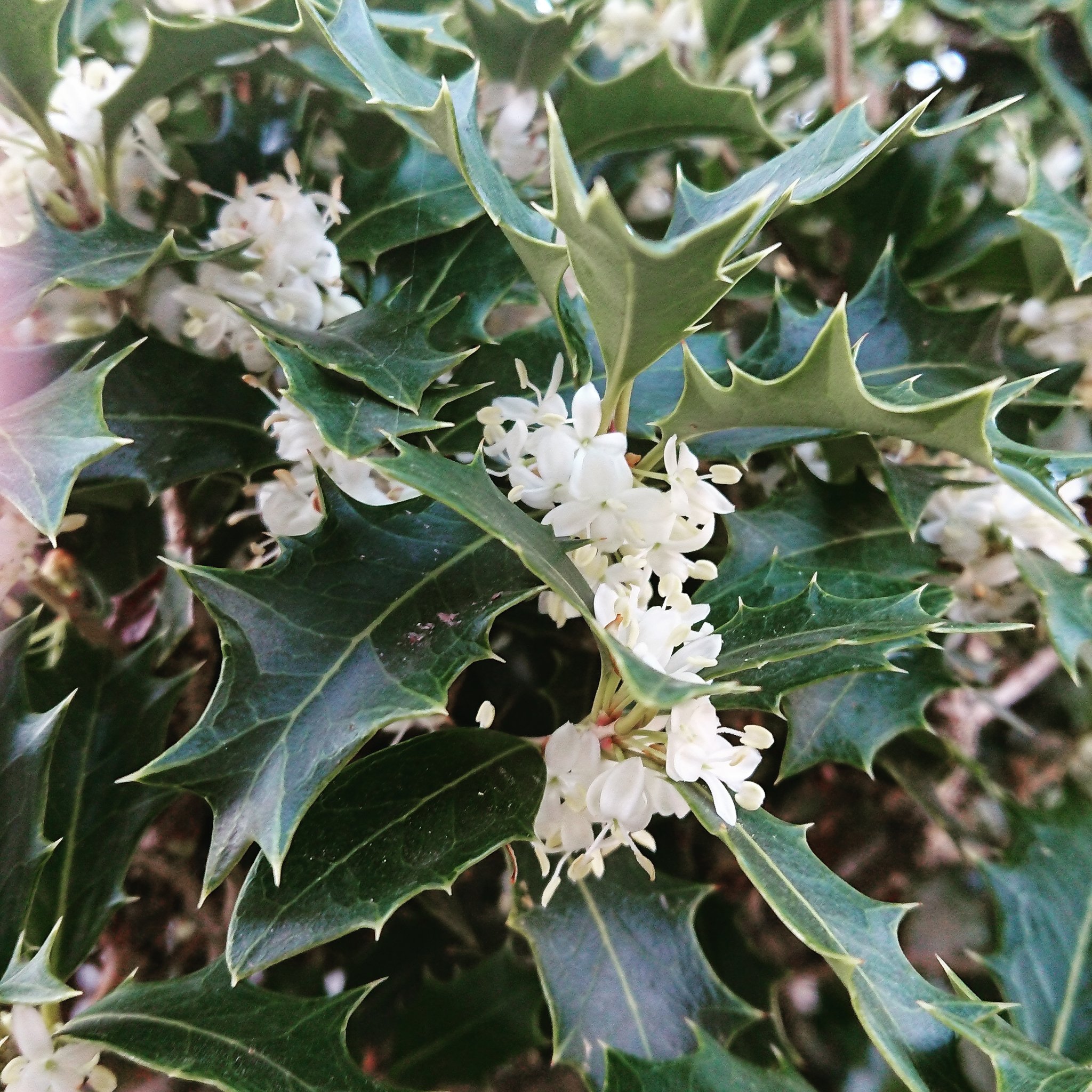 Myu みぃたぁちぃつぅ 我が家の柊の花が咲きました ずっとあったのに花を見たのはじめて 刺々葉っぱが魔除けって言いますよね 柊 ヒイラギの花 T Co Qobrutjwko Twitter
