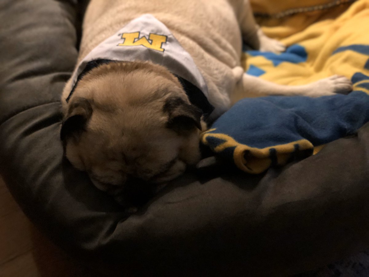 CarrieCRoth's tweet photo. Lights out - WTG @UMichFootball #goblue #luckypug https://t.co/UtVAwTPOvr
