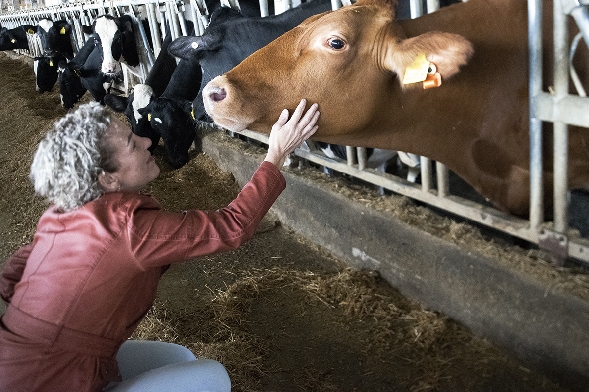 MariekeGouda's tweet photo. Lots of pets for our girls!😍 You can still visit to see our milking parlor and our calves! 
#cowsarecute #wisconsincows https://t.co/OLTLtVEPMw