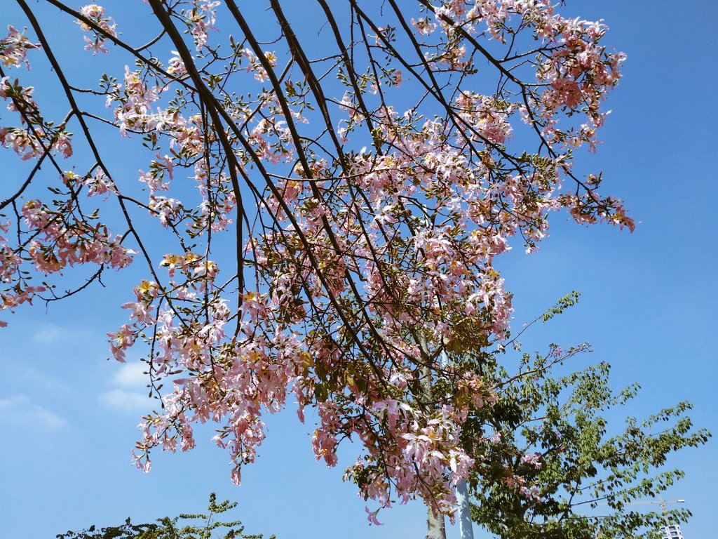 このピンクの花いかがですか？今日は週末、天気は良いですね。 名前のない美しい花が見え、気分が良くなりました。スマホジンバルで写真を撮るのが好きな人と繋がりたい。
#花京院ちえり
#紅葉2019 
#紅葉も美しい〜 
#週末 
#hohem 
#スマホ