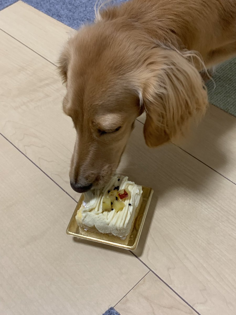 yo_shi_66's tweet photo. 昨日はアクアの2歳の誕生日でした🎉㊗️🎂
これからも元気に過ごして行こうね💖
よろしくね🤗 https://t.co/UPQoFmqMmE