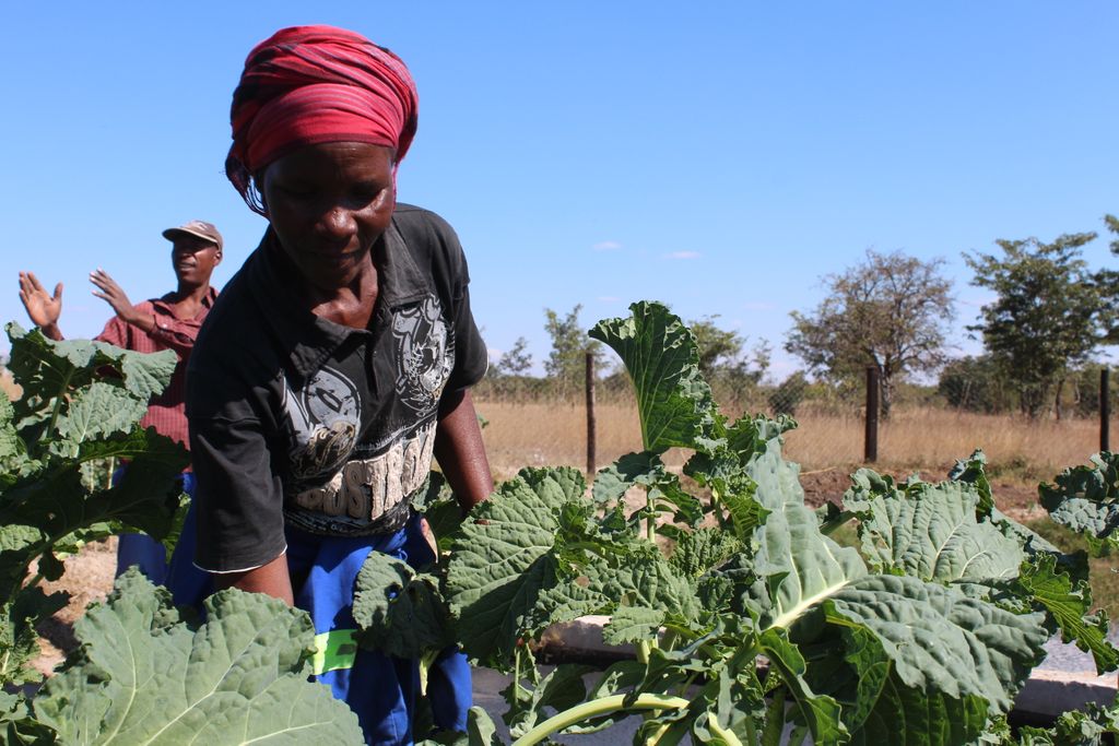 This manual is helping farmers in World Vision's ENSURE project in #Zimbabwe improve their business knowledge and skills to be able to take advantage of new opportunities, adapt to market changes, &amp; improve efficiency &amp; profitability: buff.ly/37zdk6j. 

#WVinZim <a href="/USAIDFFP/">USAID/Food for Peace</a>