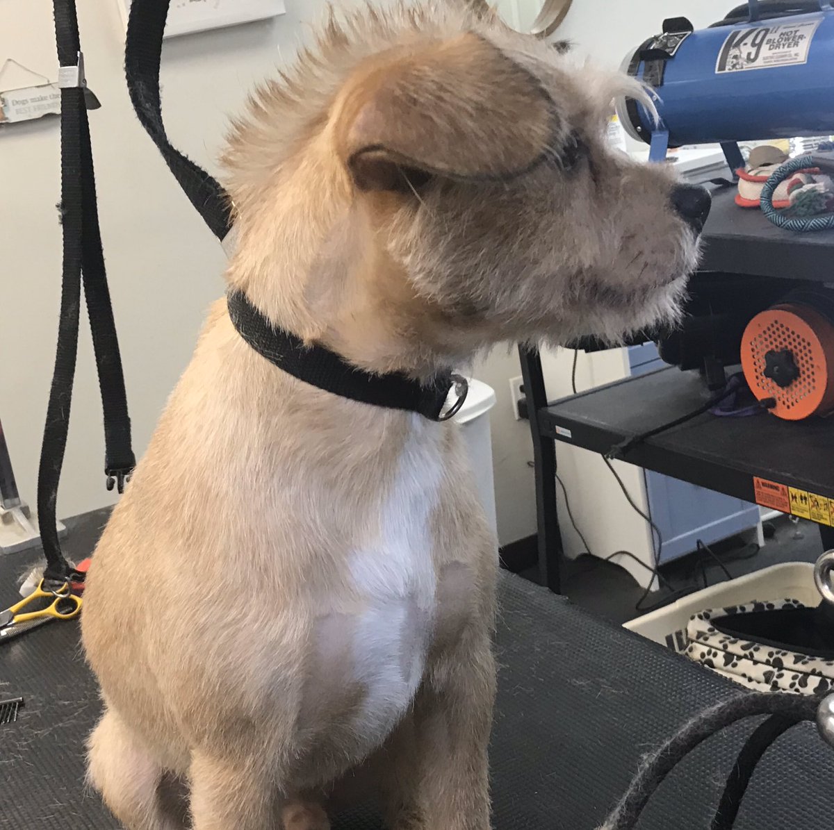 leashnlather's tweet photo. It’s all about the Mohawk https://t.co/0M1qYLp74V