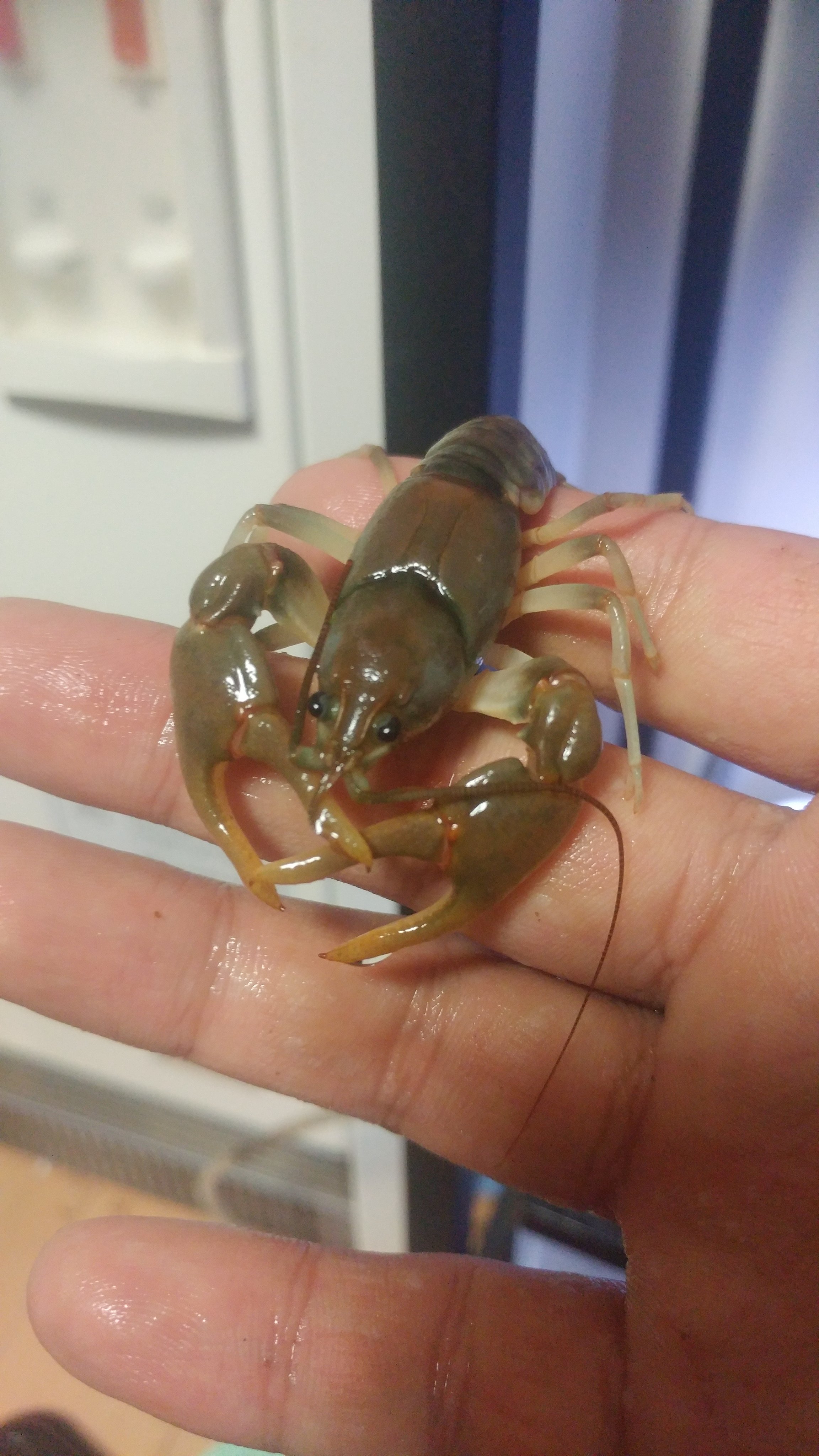 風俗狂いのアライさん アメリカザリガニは通常赤色をしているのだ だけどもとある理由でこう言う青くなる事もあるのだ それはみんなよく知ってると思うけど鯖を与えるだよねなのだー T Co Jakxudp3pc Twitter