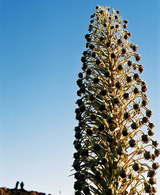 Image Silversword plant in flower, Haleakala National Park, Maui, Hawaii the Flower of Patience