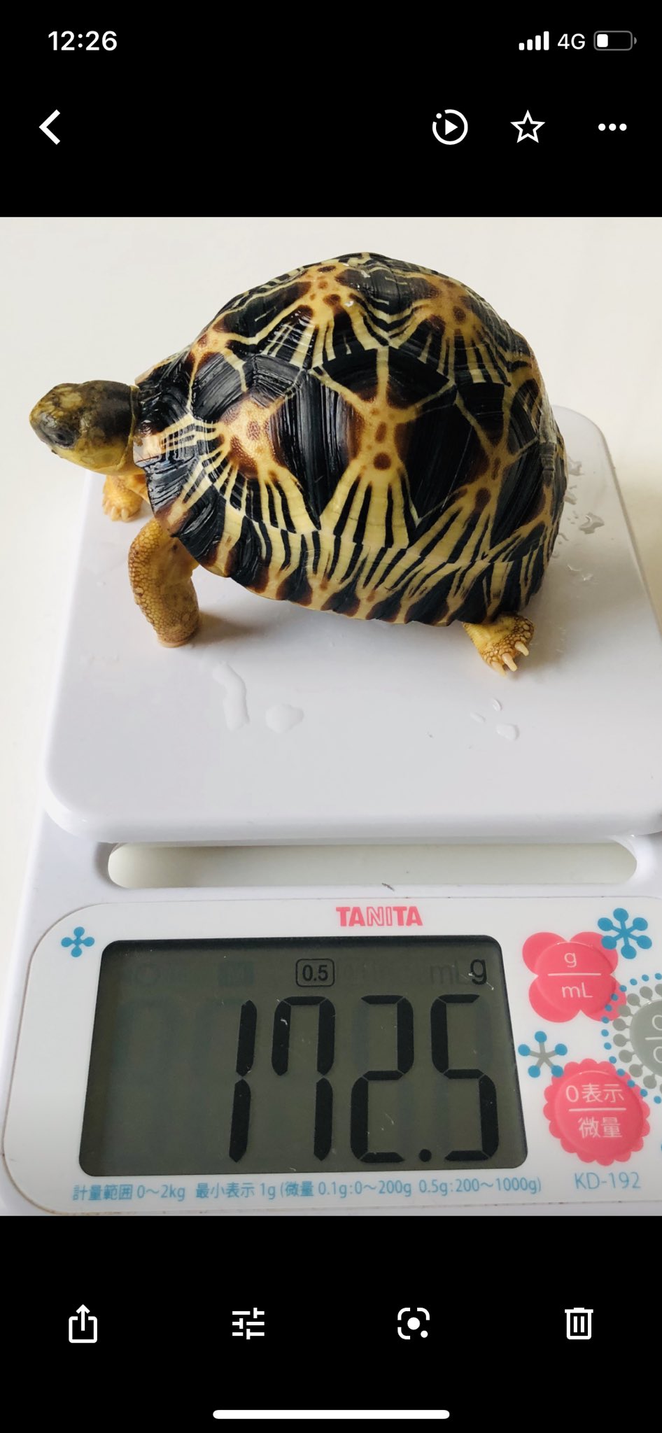 りくがめ ヨツユビリクガメ - Wikipedia