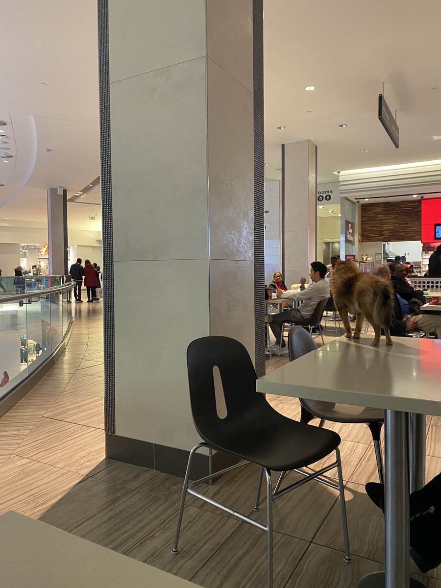 Britney2Boy's tweet photo. @CFSherway I didn’t know pets were allowed now!!?? https://t.co/vLHXH0h85I