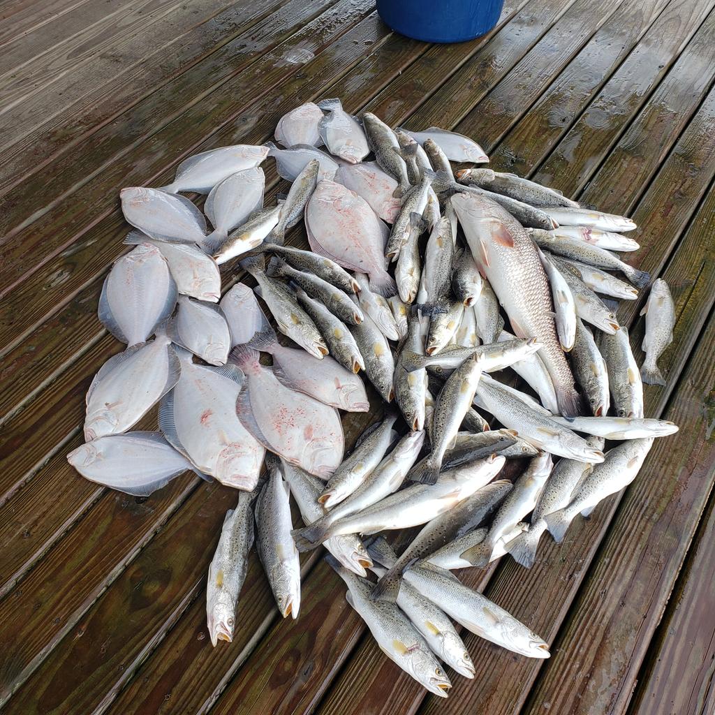 Huntingtec's tweet image. We played hooky again from work here in Hackberry Louisiana. 60 speckled trout,  18 Flounder, and 1 red fish, good day fishing!