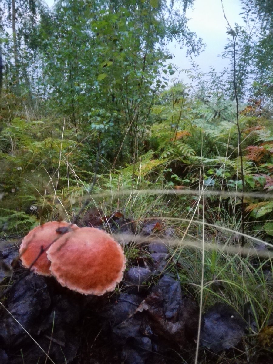 kristallnaach's tweet photo. #Sweden 🦌 #Elchenländle #Schweden 🇸🇪 #Sverige 😜
#Fryken 😘 #Elchenländle19 

#Instagram weiter füttern... 🇸🇪 
..klickt Euch durch bei diesem
Traum-#Urlaub 🇸🇪 #Värmland

https://t.co/mrlsQT0Mkr https://t.co/v6defRfTPF