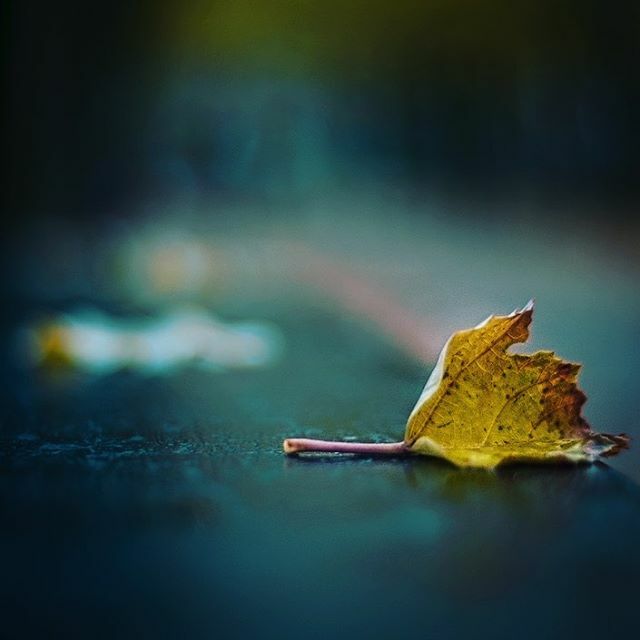 #feuille #leave #nature #naturemorte #fall #automne #autumn #banc #nostalgie#feuille #leave #nature #naturemorte #fall #automne #autumn #banc #nostalgie