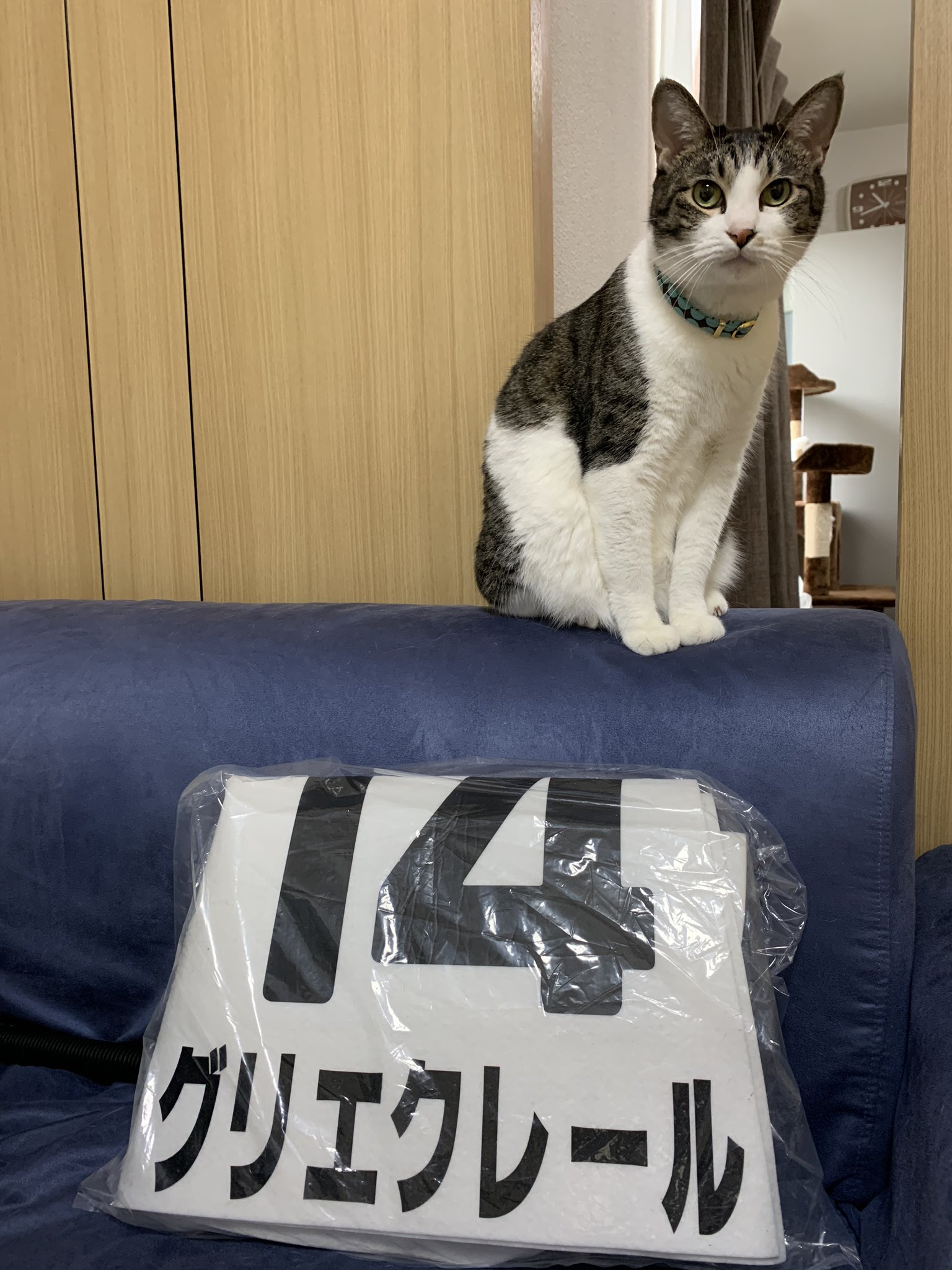 競馬 実使用ゼッケン グリーンアスナロ - 通販 - pinehotel.info