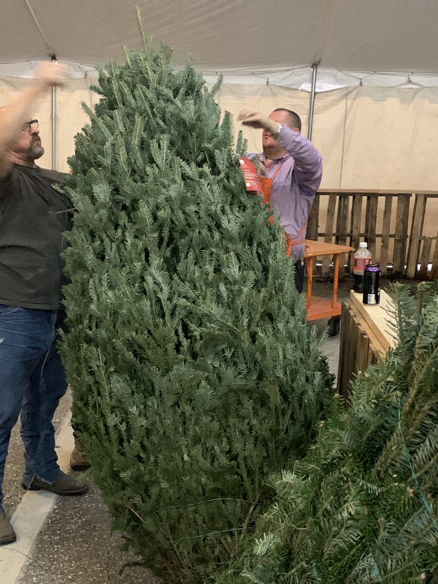 byland_mary's tweet image. This tree was just as big as it was beautiful!  #TreeTent Saturday morning 8444 
@dmitriyshevc1 @JerryKe47801308 @JonathanRiosTHD