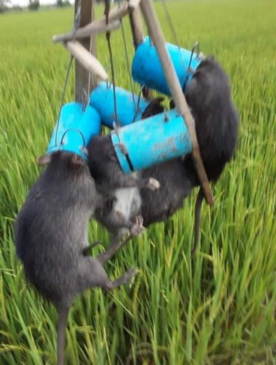 TACSThailand1's tweet photo. More rats on the menu… 

https://t.co/8fmjJoSdN5

#TACSThailand #TACScamping #TACSbushcraft #TACSsurvival #SteveKThailand #camping #bushcraft #survival #prepping #food #survivalfood #cooking #rats #survivaltips https://t.co/QYqngmg0wW