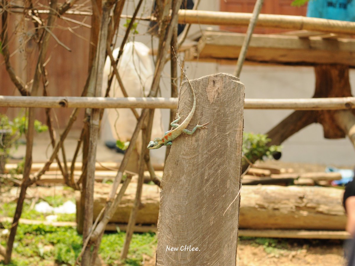 SnakeSn64743249's tweet photo. กิ้งก่าหัวสีฟ้า
: Blue-crested Lizard, Indo-Chinese Forest Lizard, Indo-Chinese Bloodsucker;
: Calotes mystaceus
#reptile #reptiles #calotesmystaceus

⛺ : Phrae , Thailand.
📷 : @newchalee99 https://t.co/0CzsWBMVNG