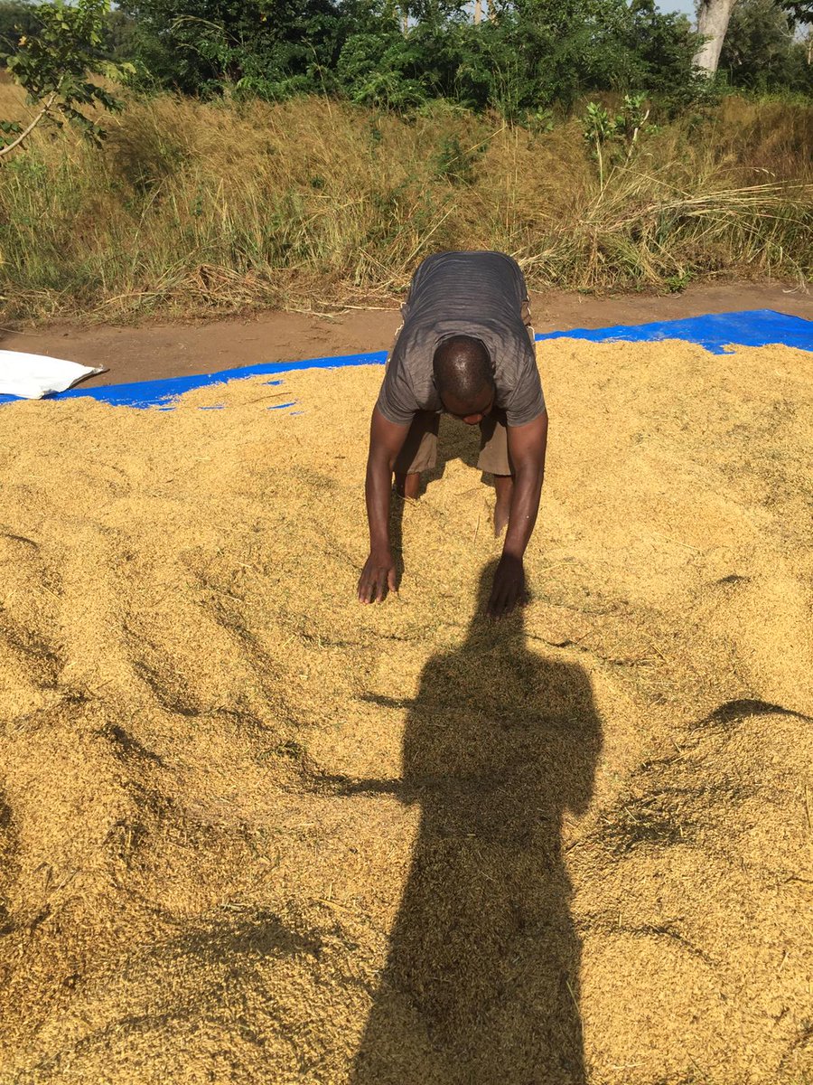 COMAM46449825's tweet image. La terre de Sansambou commence à nous rendre ce qui lui a été confié. 
Les opérations de récolte sont lancées et se déroulent avec satisfaction.  #Riziculture #Agronomy #COMAM