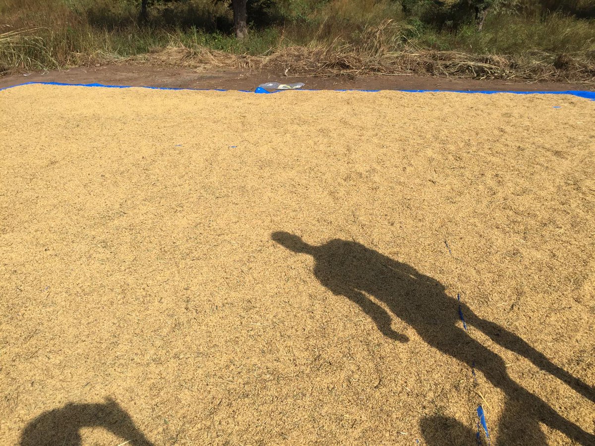 COMAM46449825's tweet image. La terre de Sansambou commence à nous rendre ce qui lui a été confié. 
Les opérations de récolte sont lancées et se déroulent avec satisfaction.  #Riziculture #Agronomy #COMAM