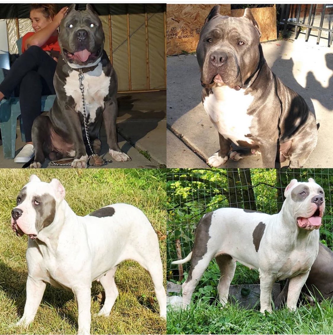 BuildABull's tweet image. ELSA X OSA BREEDING GOING TO BE KILLER ☄️