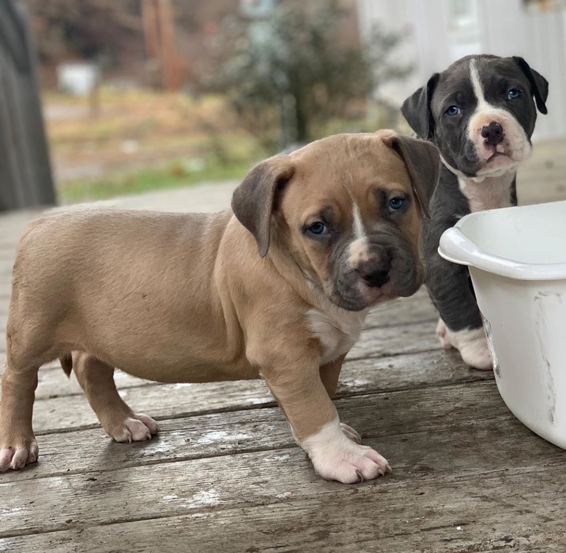 BuildABull's tweet image. Queen Gypsy X Duroc Puppies 😍❤️