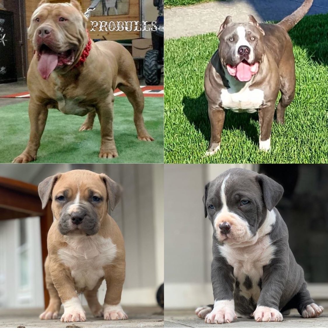 BuildABull's tweet image. Queen Gypsy X Duroc Puppies 😍❤️